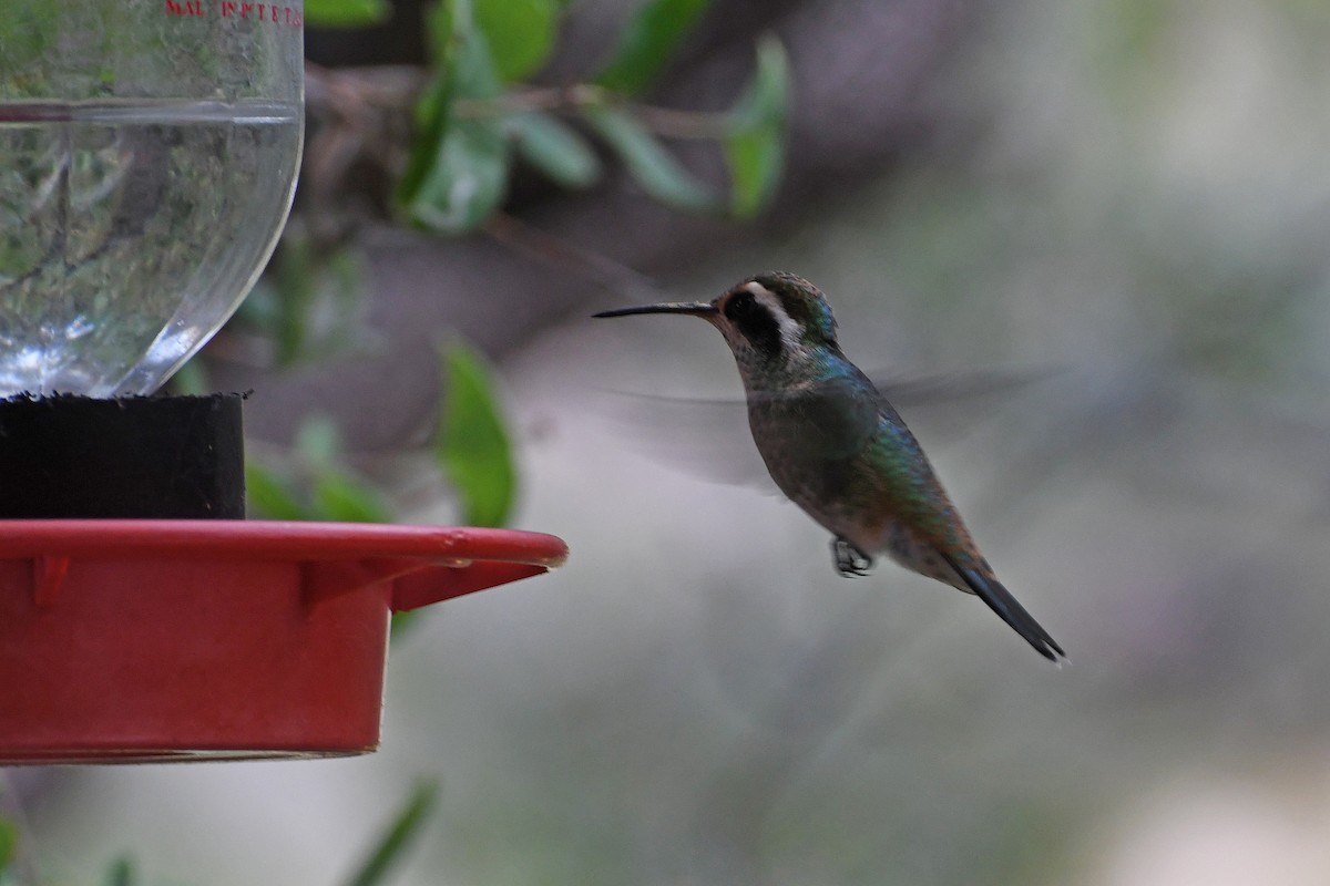 White-eared Hummingbird - ML282426901