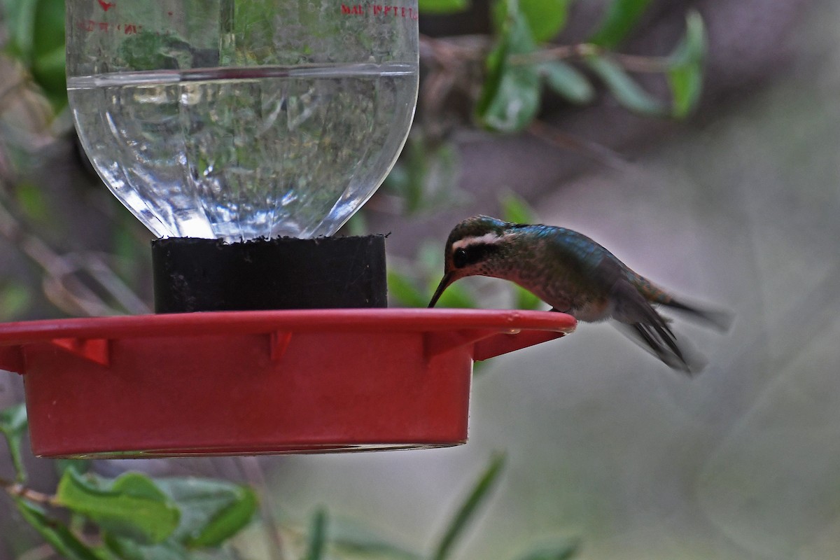 White-eared Hummingbird - Christian Newton