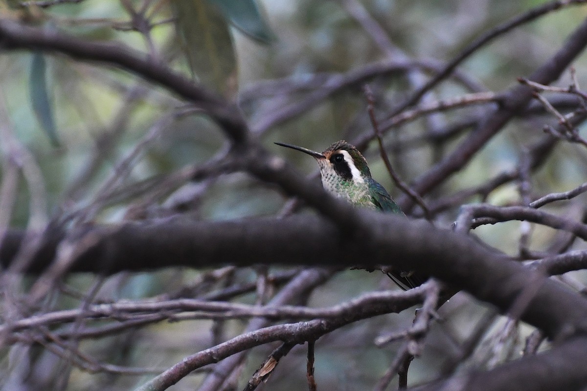 White-eared Hummingbird - ML282426921