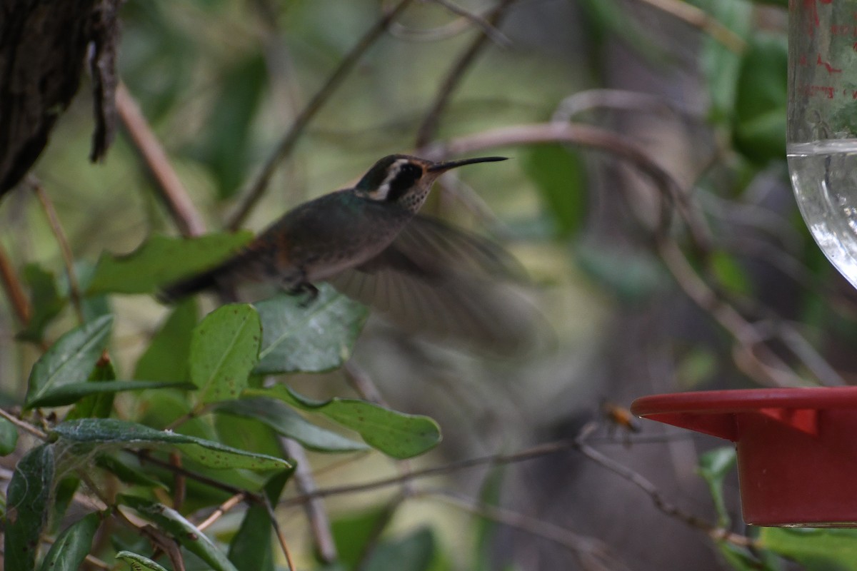 White-eared Hummingbird - ML282426931