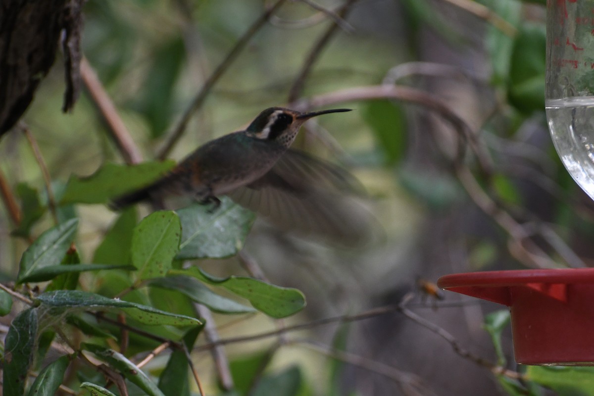 Colibrí Orejiblanco - ML282426931