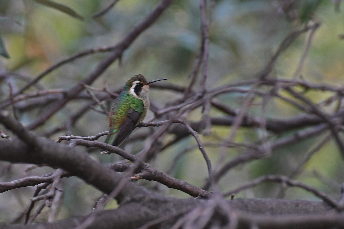 White-eared Hummingbird - ML282426941