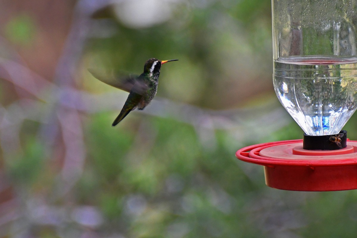 White-eared Hummingbird - ML282426951