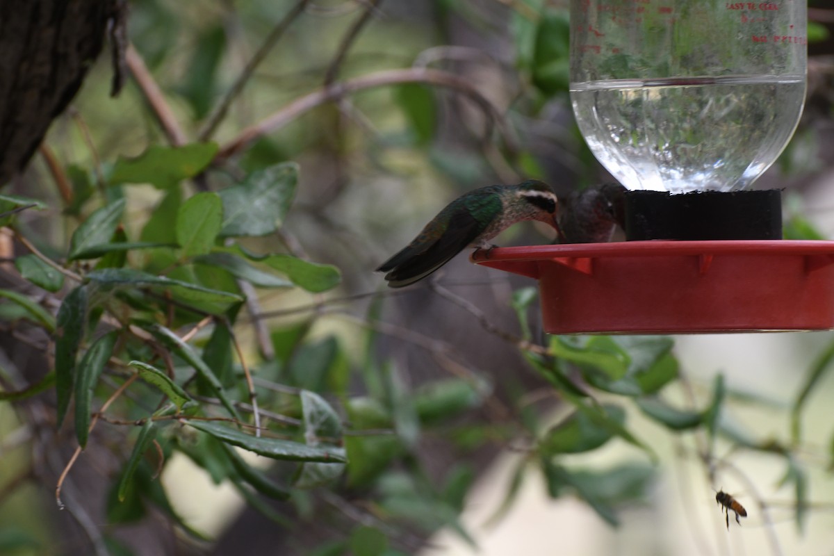 White-eared Hummingbird - ML282426961