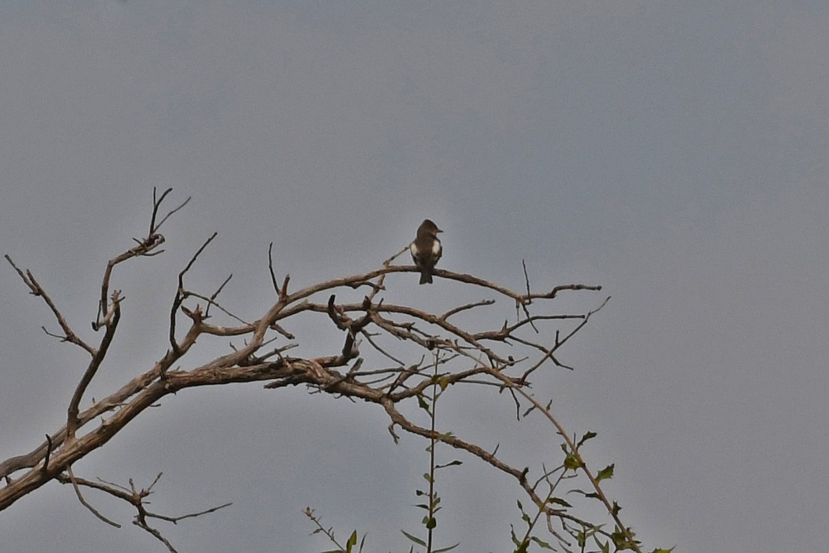 Olive-sided Flycatcher - ML282427821