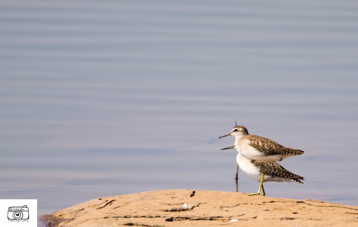 Common Sandpiper - ML282429081