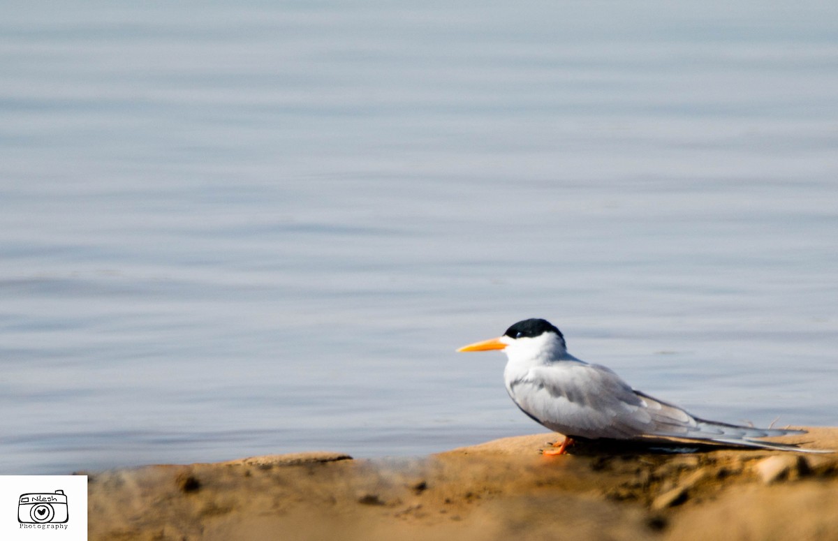 River Tern - ML282429101