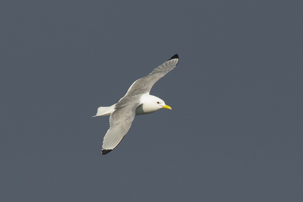 Gaviota Tridáctila - ML282429251