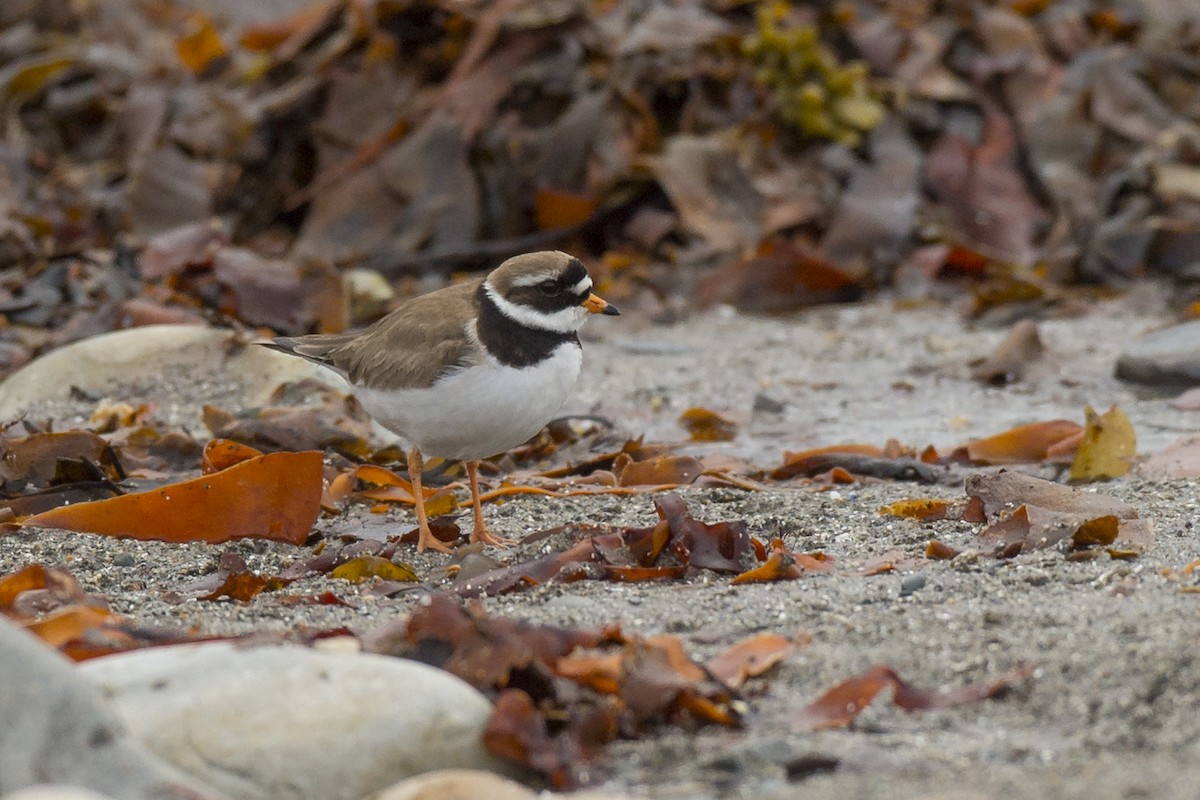 Common Ringed Plover - ML282429641