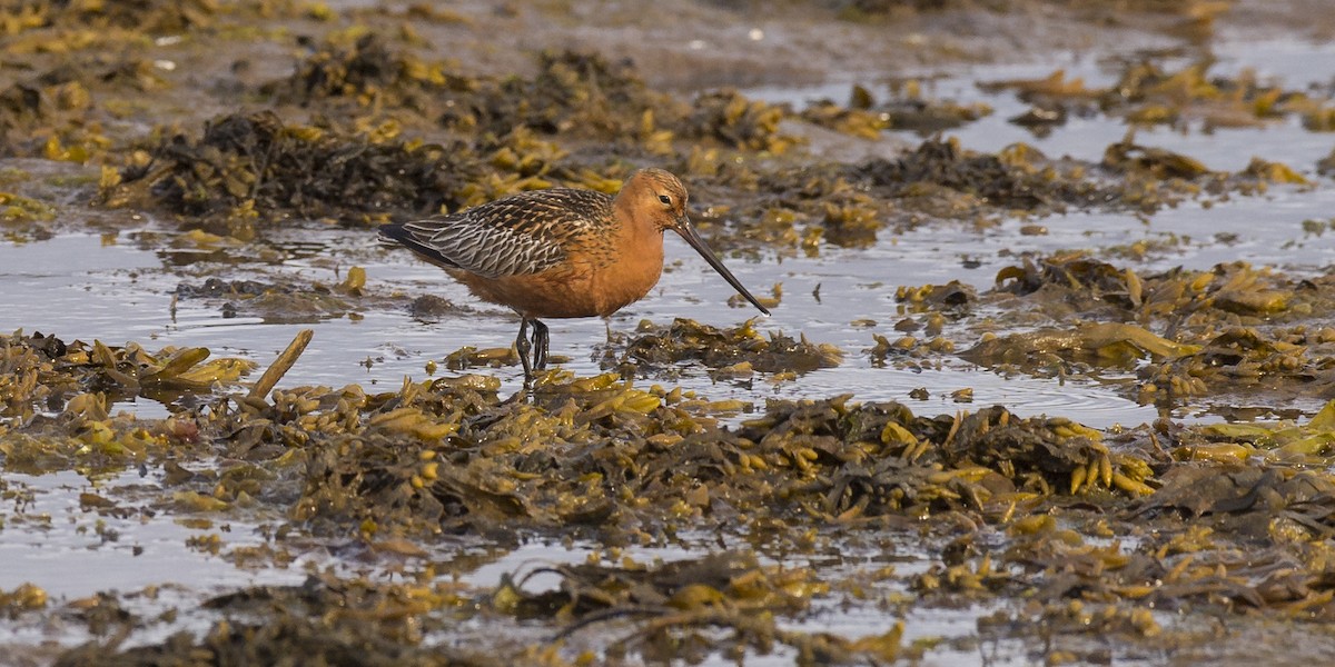 Bar-tailed Godwit - ML282430481