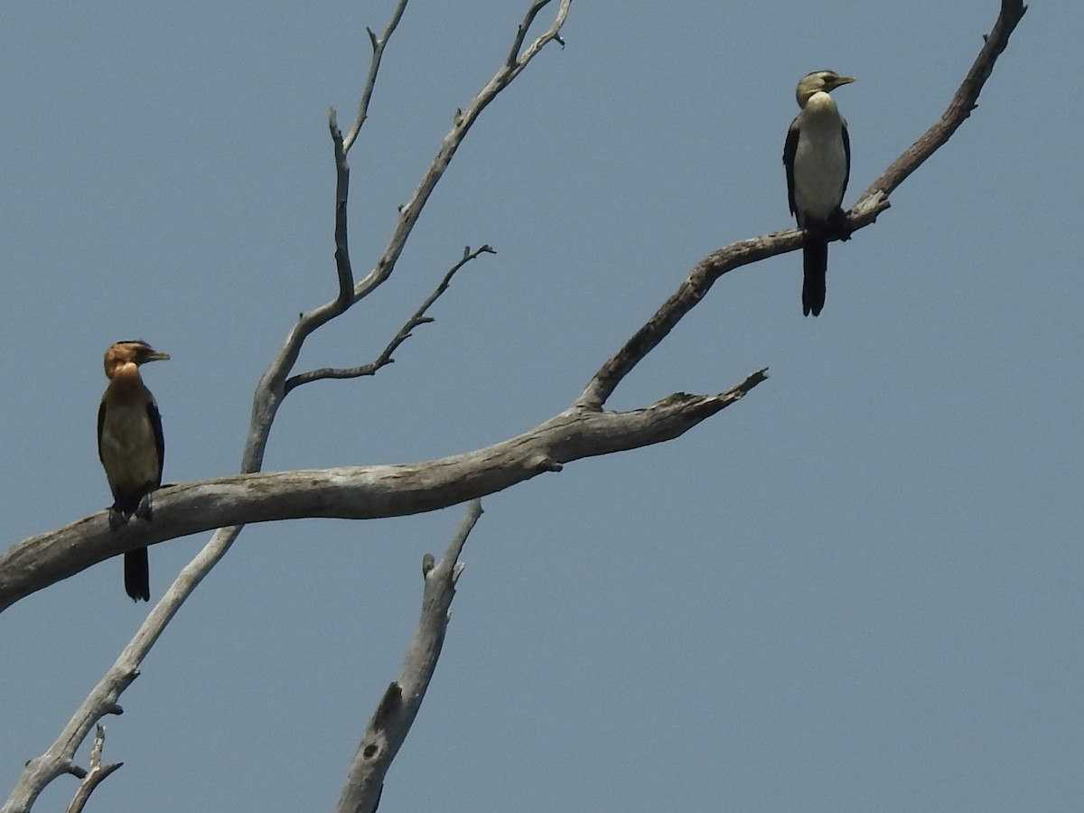 Little Pied Cormorant - Mark Tarnawski