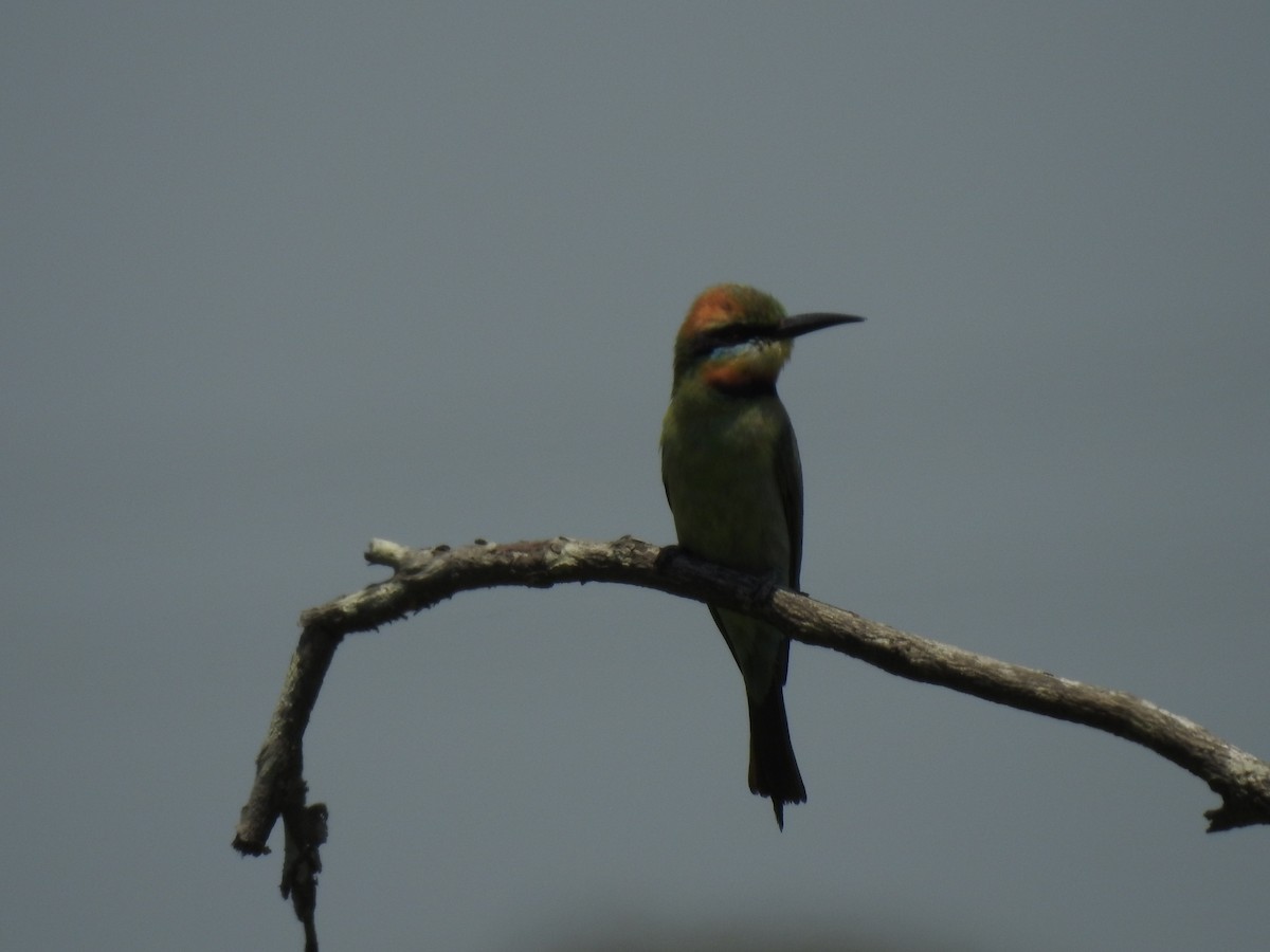 Rainbow Bee-eater - Mark Tarnawski