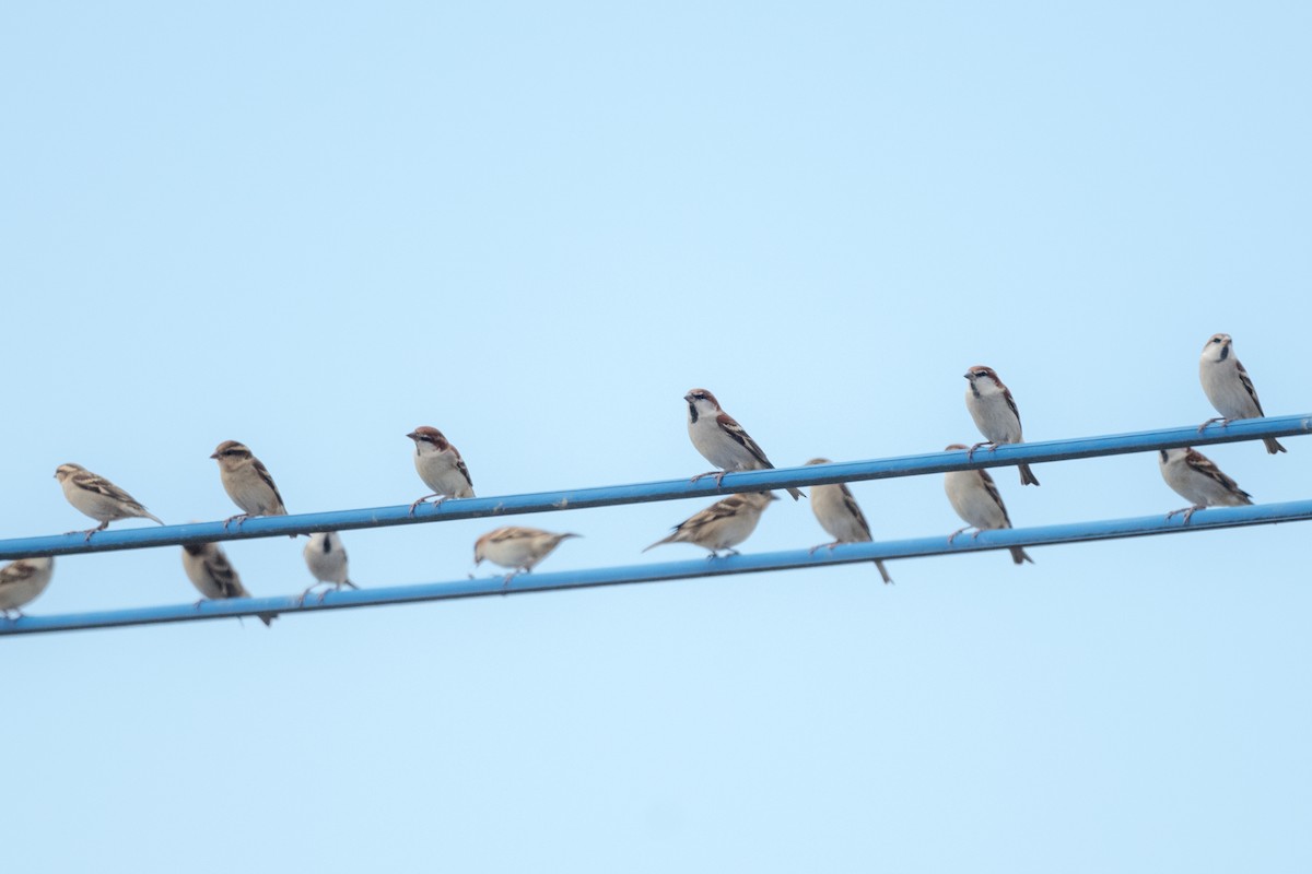 Russet Sparrow - ML282432341