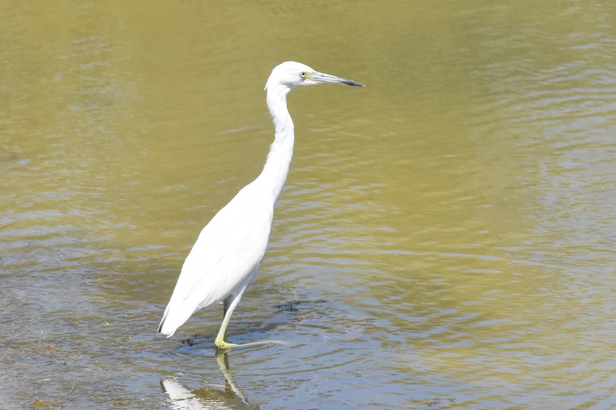 Little Blue Heron - ML282432851