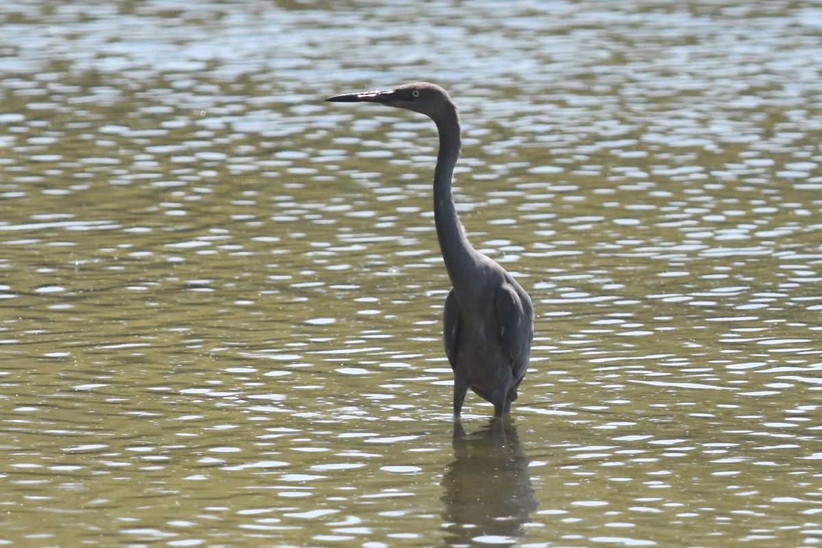 Reddish Egret - ML282432891