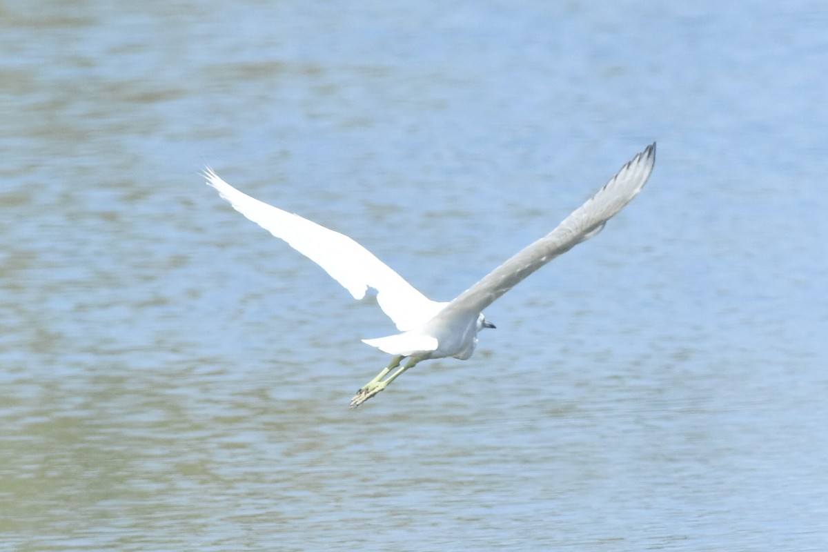 Little Blue Heron - ML282433001