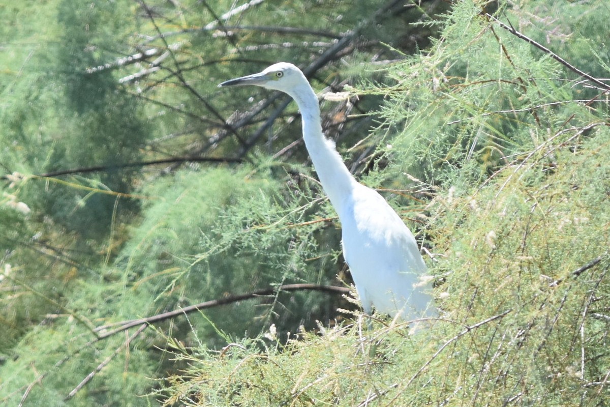 Little Blue Heron - ML282433021