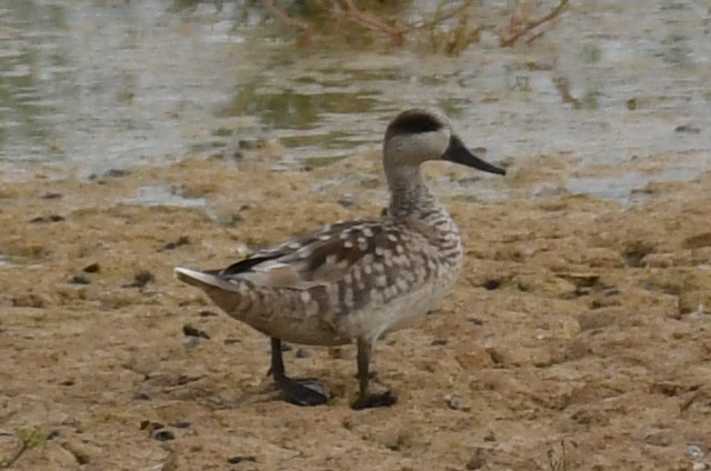 Marbled Duck - ML282433591