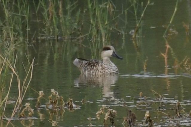 Marbled Duck - Dominic Standing