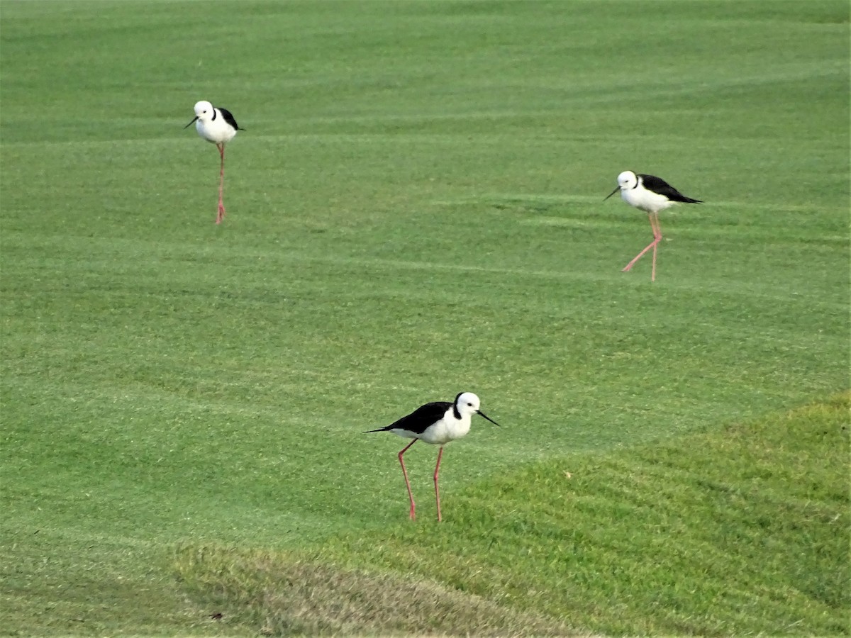 Pied Stilt - ML282434901