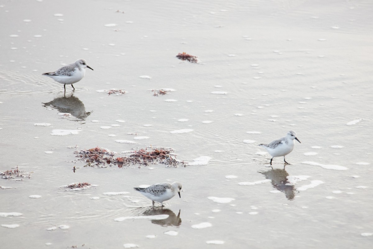 Sanderling - Glenn Mitchell