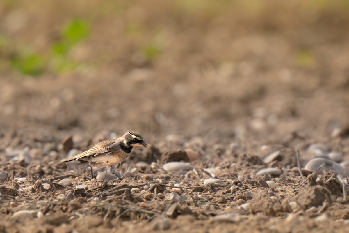 Horned Lark - ML282438201