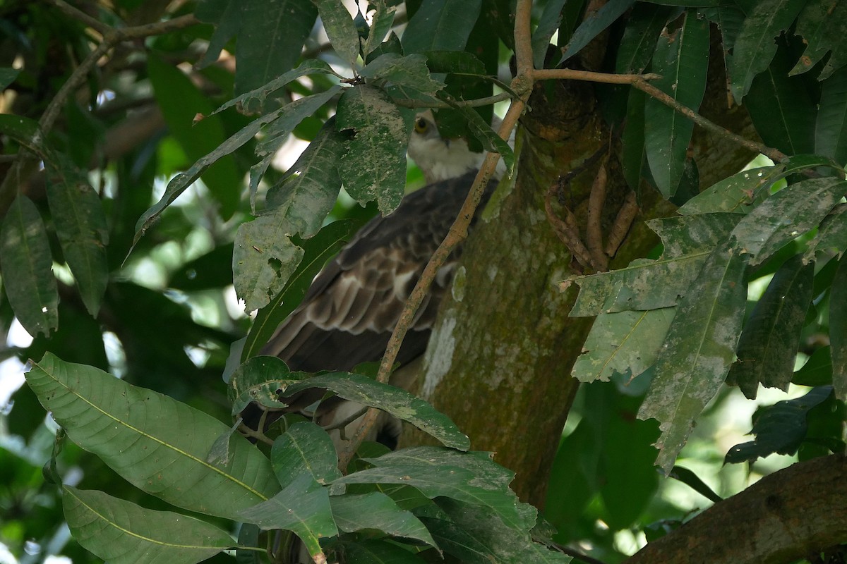 Changeable Hawk-Eagle (Changeable) - ML282438481