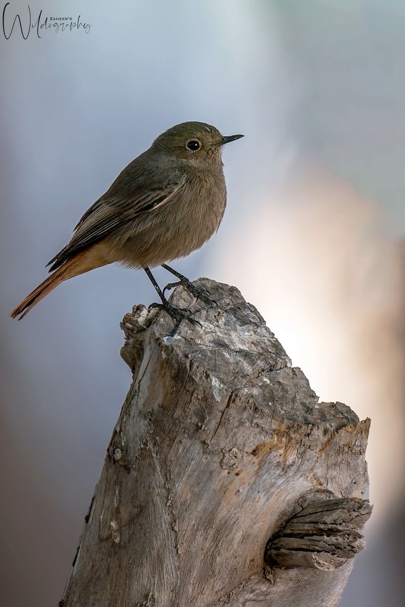 Black Redstart - Zaheer  Abdul Rahman