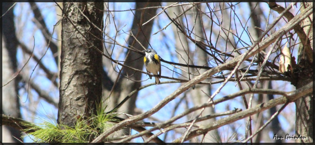 キヅタアメリカムシクイ - ML28244191