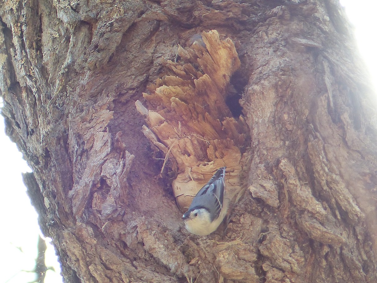 White-breasted Nuthatch - ML28244251