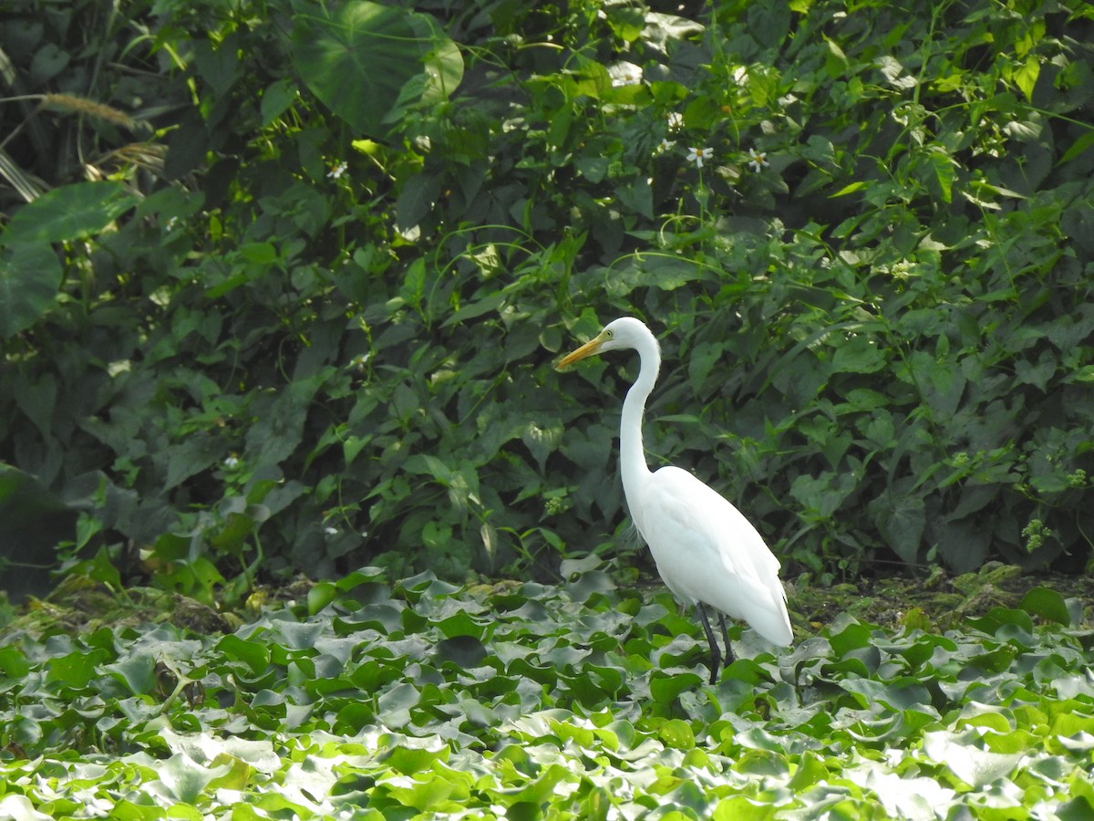 Great Egret - ML282443881