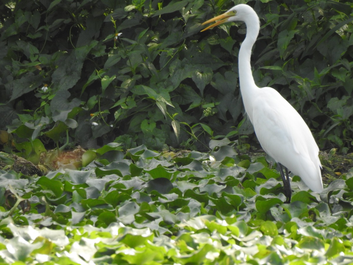 Great Egret - ML282443911