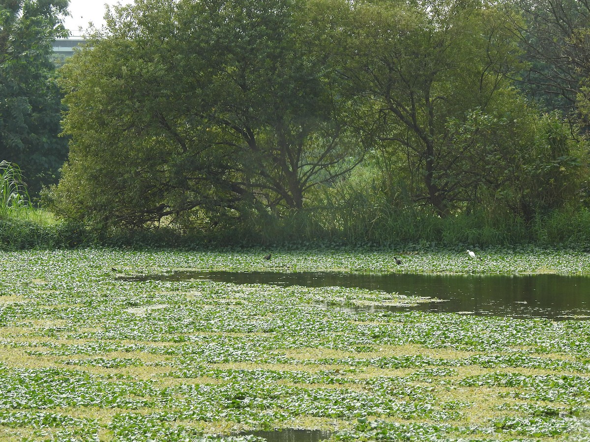 Great Egret - ML282443961