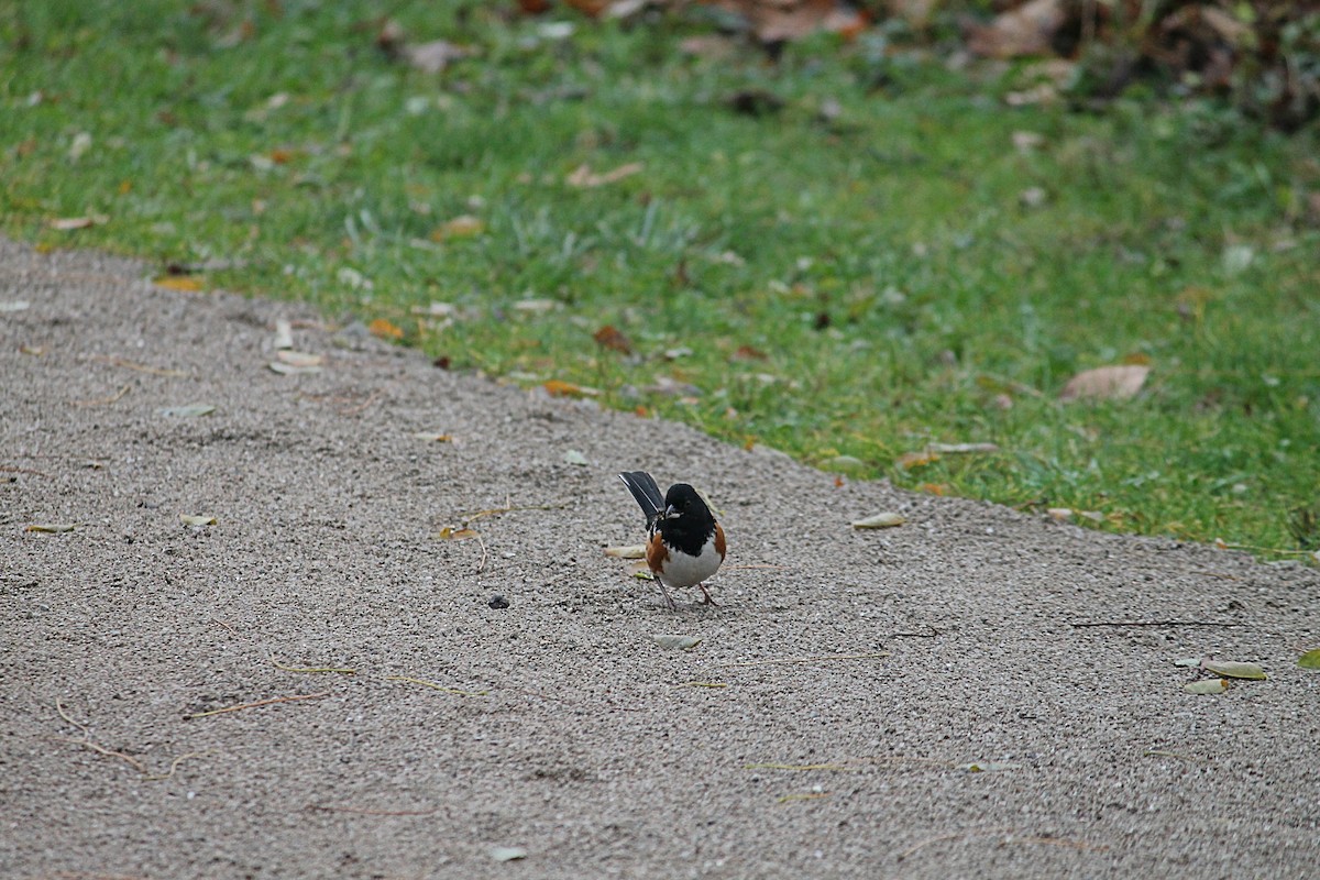 Spotted Towhee - ML282443991