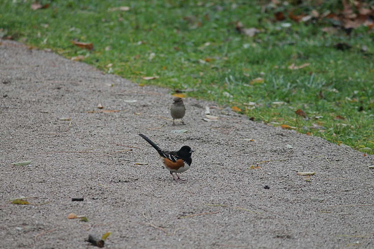 Spotted Towhee - ML282444031