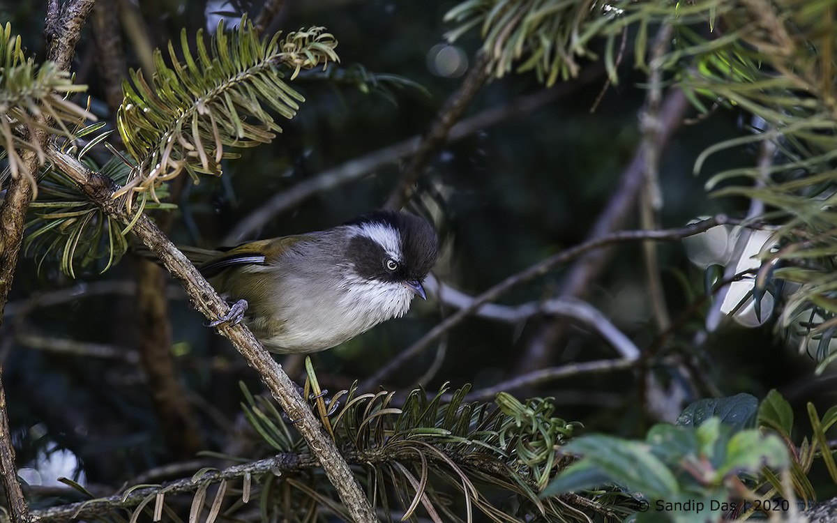 White-browed Fulvetta - Sandip Das