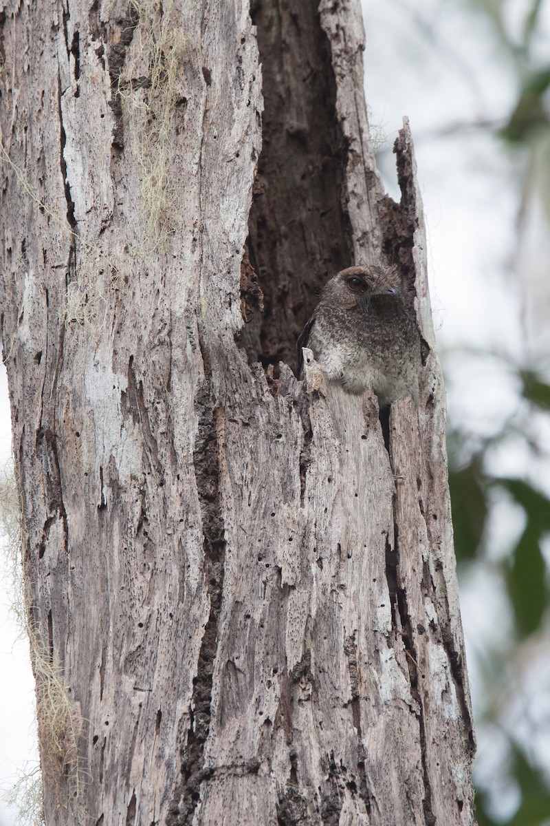 Barred Owlet-nightjar (Barred) - ML282445701