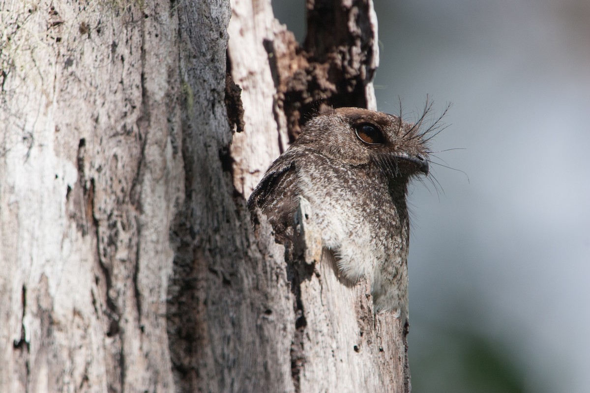 Barred Owlet-nightjar (Barred) - ML282445731