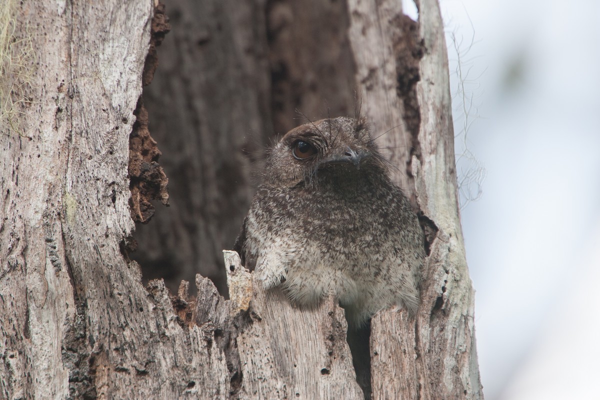 Barred Owlet-nightjar (Barred) - ML282445741