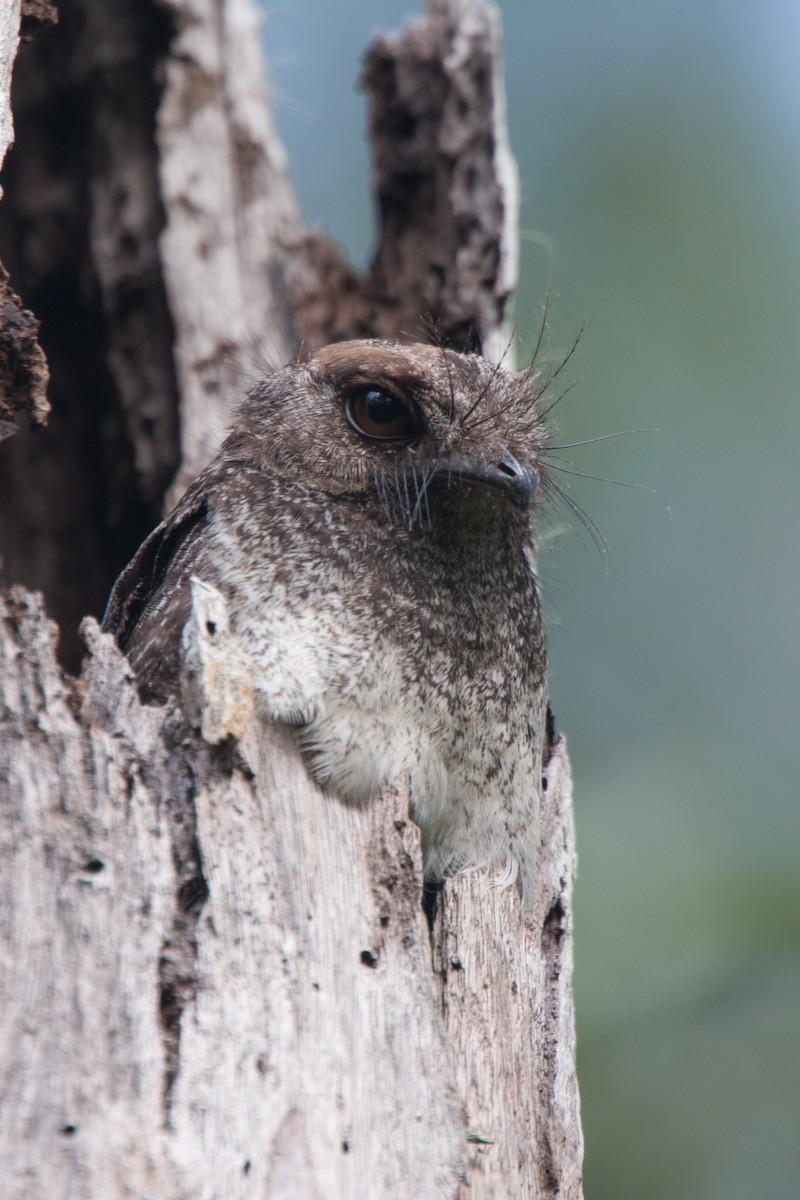 Barred Owlet-nightjar (Barred) - Simon Colenutt