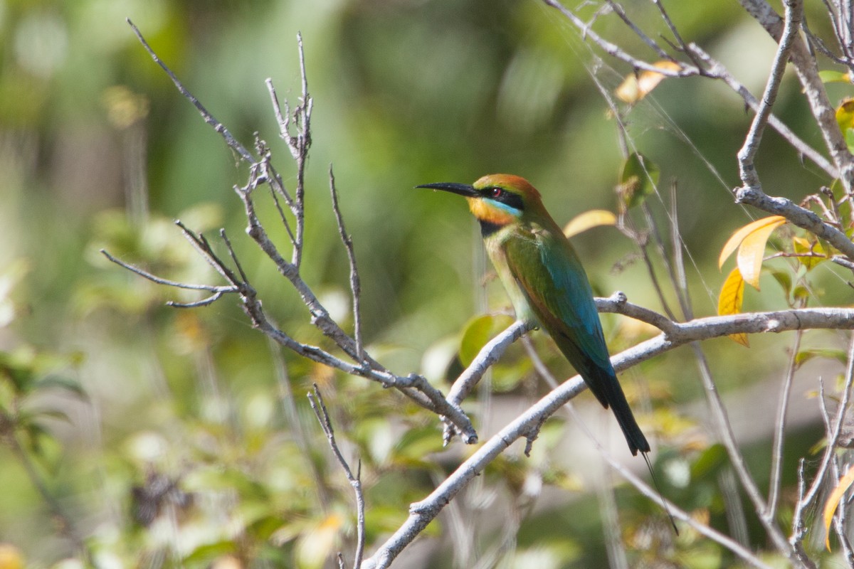 Rainbow Bee-eater - Simon Colenutt