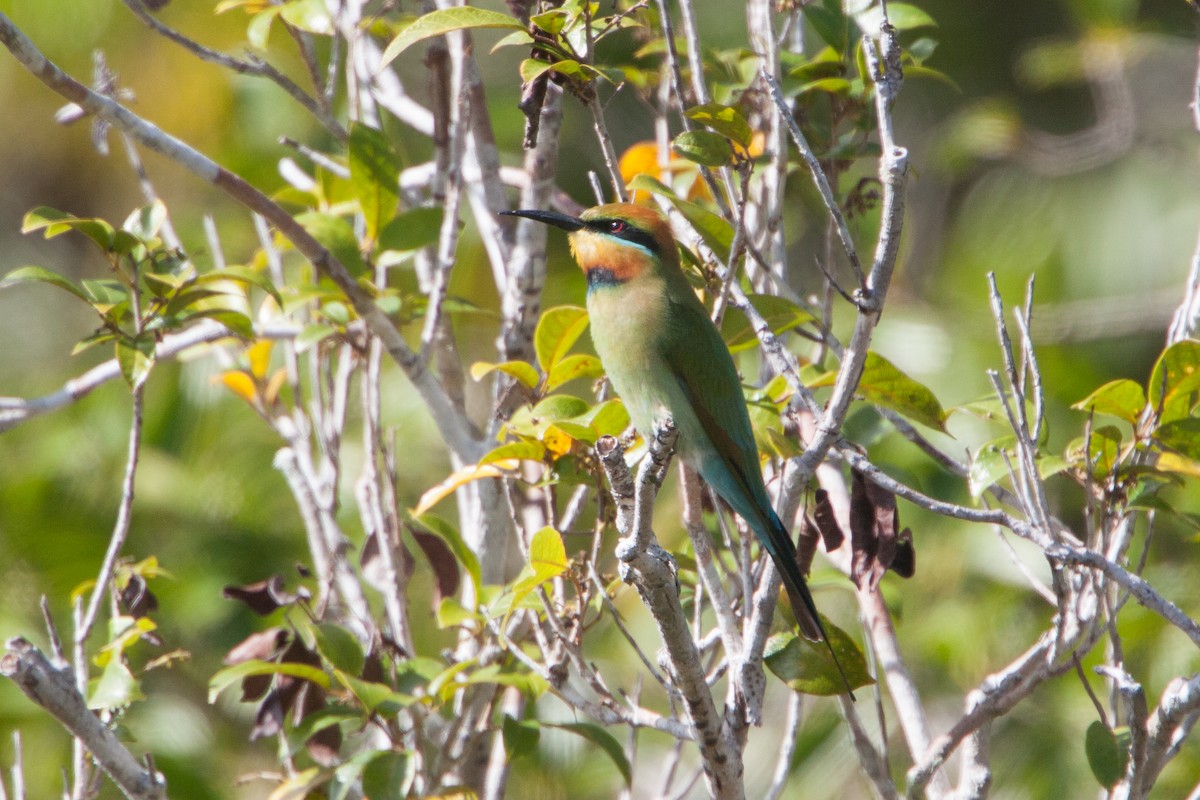 Rainbow Bee-eater - Simon Colenutt