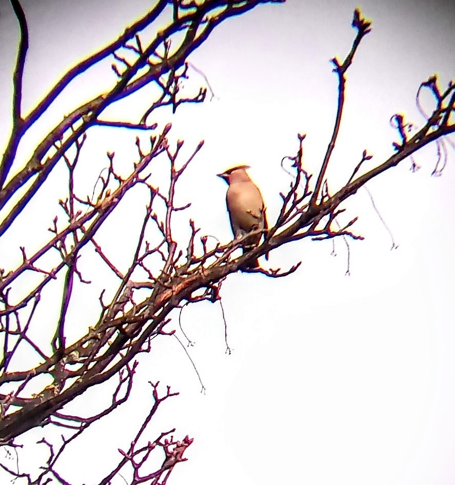 Bohemian Waxwing - ML282446021