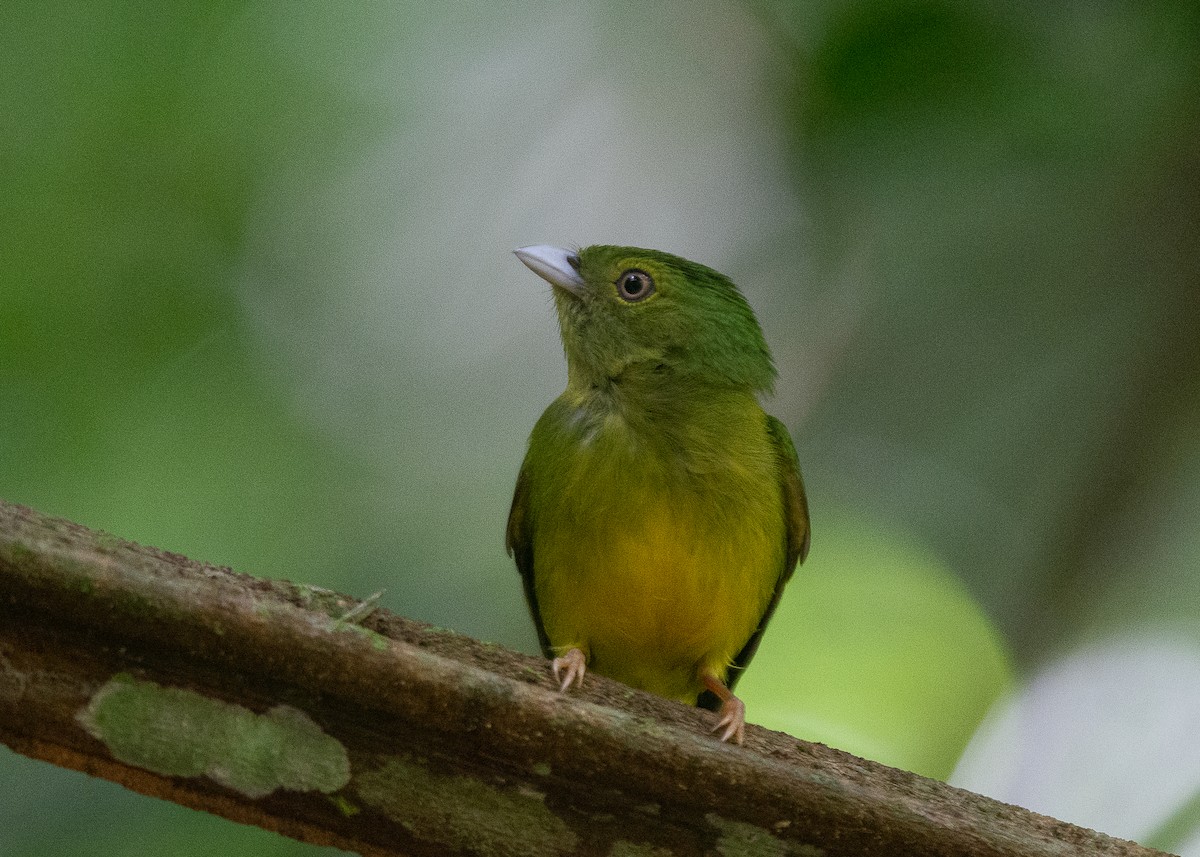 Manakin à tête d'opale - ML282447951