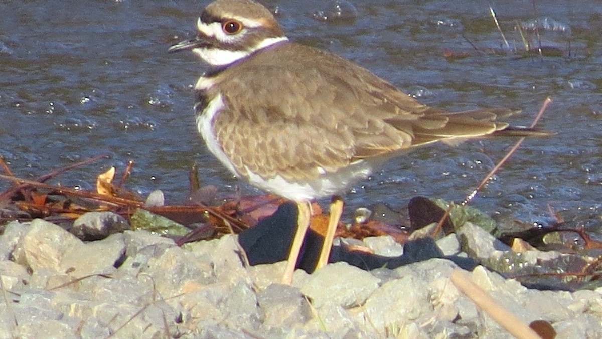 Killdeer - ML282448291