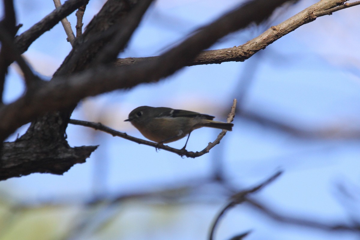 Ruby-crowned Kinglet - ML282448701