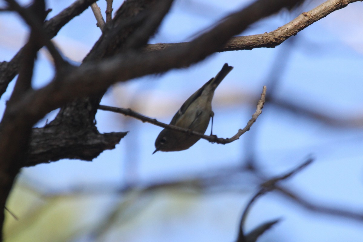 Ruby-crowned Kinglet - ML282448761