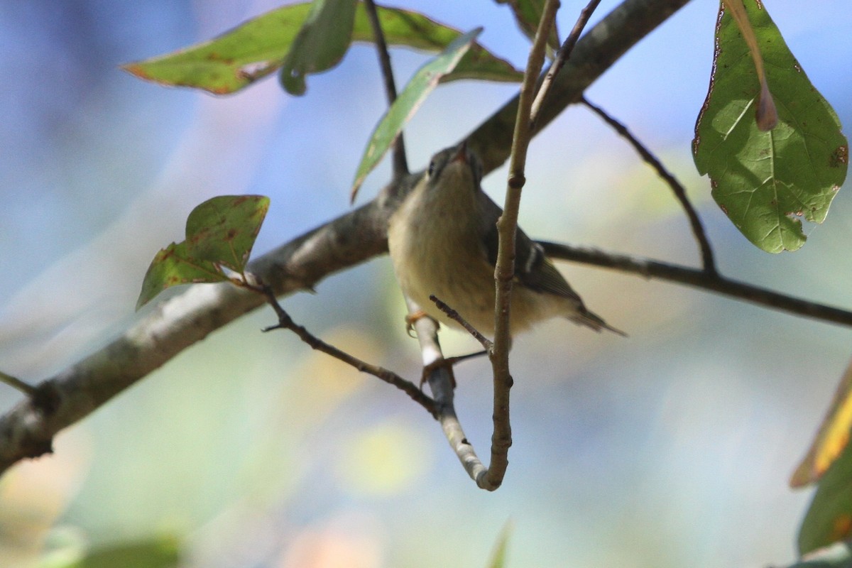 Ruby-crowned Kinglet - ML282448821