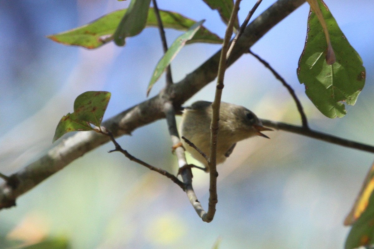 Ruby-crowned Kinglet - ML282448871