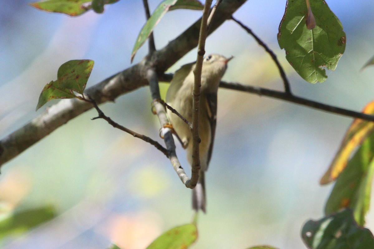 Ruby-crowned Kinglet - ML282448891